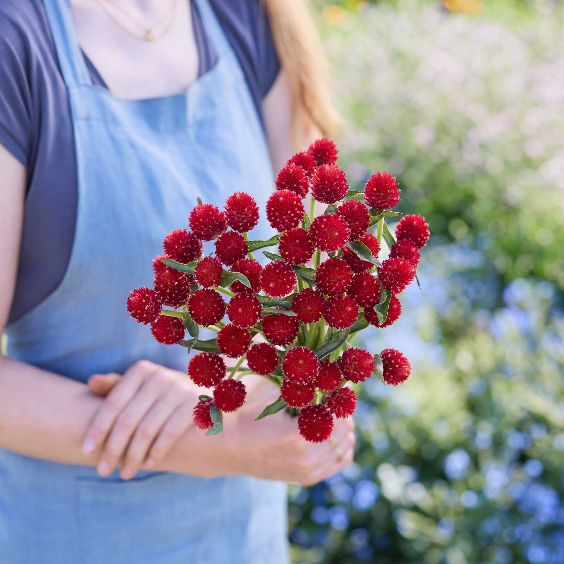 Person holding a bouquet of gomphrena strawberry fair flowers in a garden setting