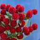 Close-up of red gomphrena strawberry fair flowers against a blue sky.