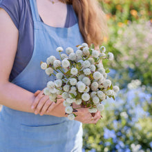 Person holding a bouquet of gomphrena white flowers in a garden setting