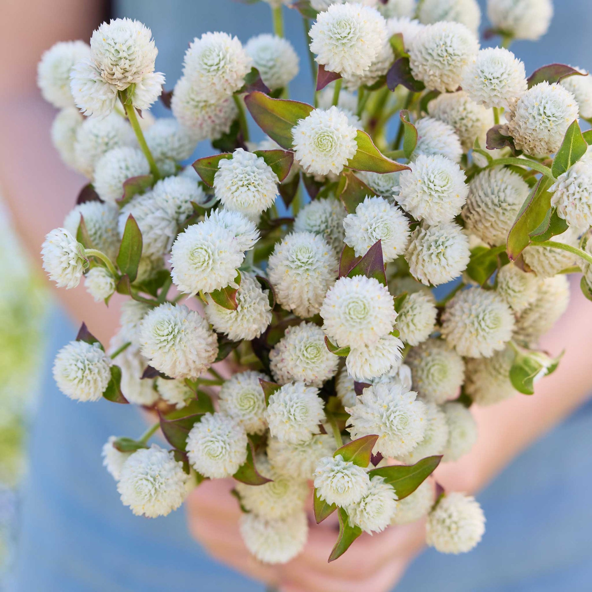 Close up of a person holding a bouquet of gomphrena white flowers in a garden setting
