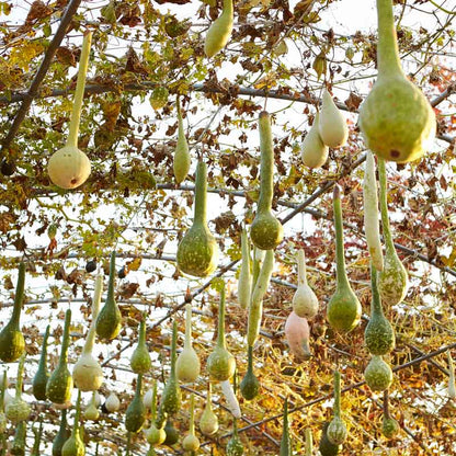 Several Dipper Gourdes hanging from curved stakes showing their bulbous bodies and long stems.
