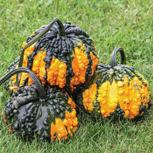 Hoargarth gourds sitting in a field with vibrant orange and dark green bumpy skin.