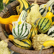 Gourds from the large mix, including some round and some elongated shapes, displayed in a basket.