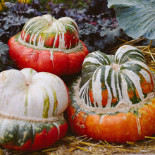 This image is a close-up of a 'Turk's Turban' gourd, showcasing its unique, multi-lobed shape and colorful skin.