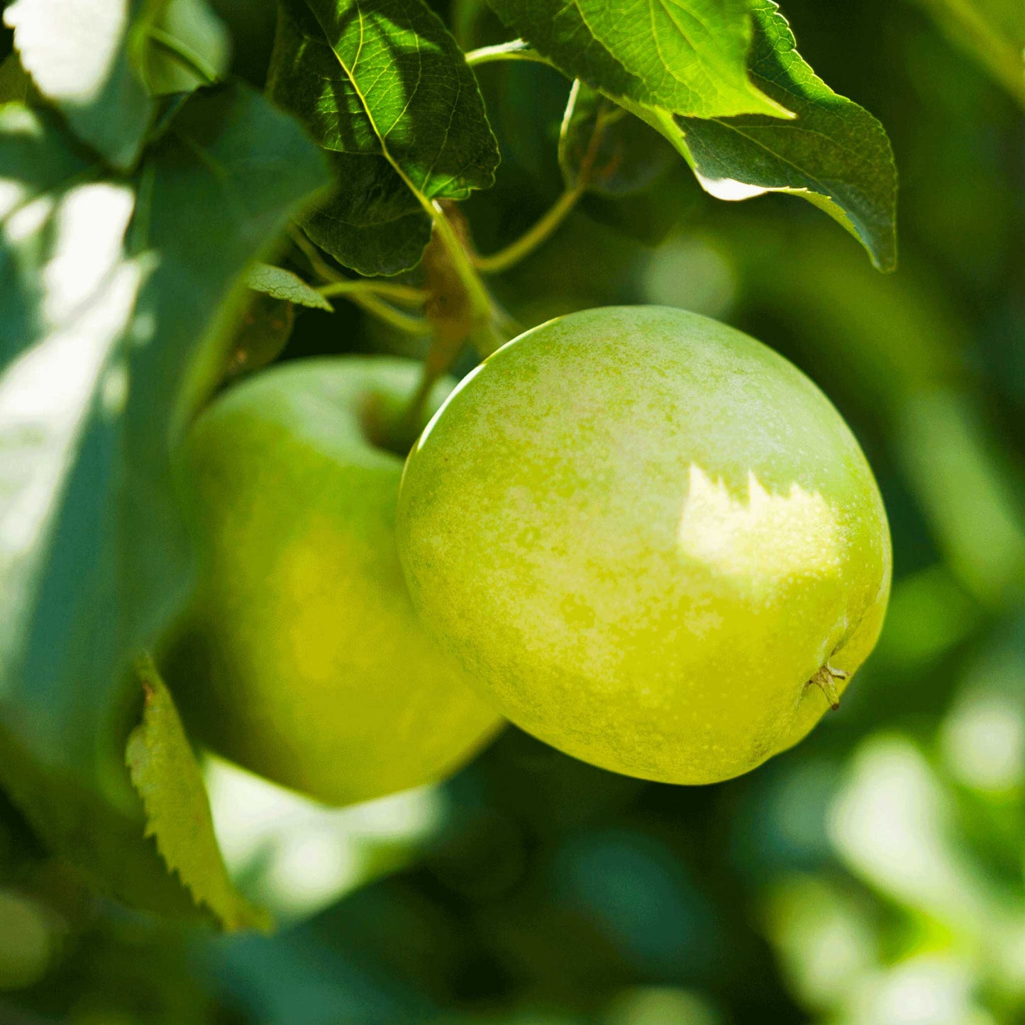 Granny Smith Apple Tree