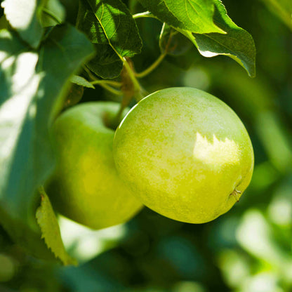 Granny Smith Apple Tree