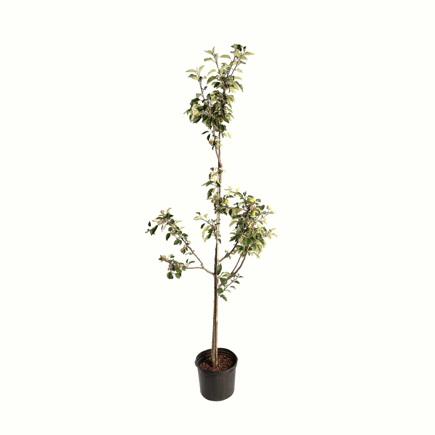 Granny Smith Apple Tree
