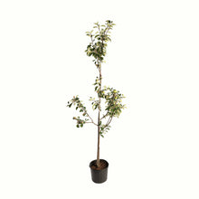 A potted young granny smith apple tree with green leaves and a bamboo stake, in a black plastic nursery pot, isolated on a white background.