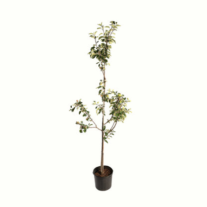 Granny Smith Apple Tree