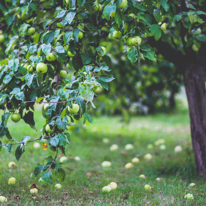 Granny Smith Apple Tree