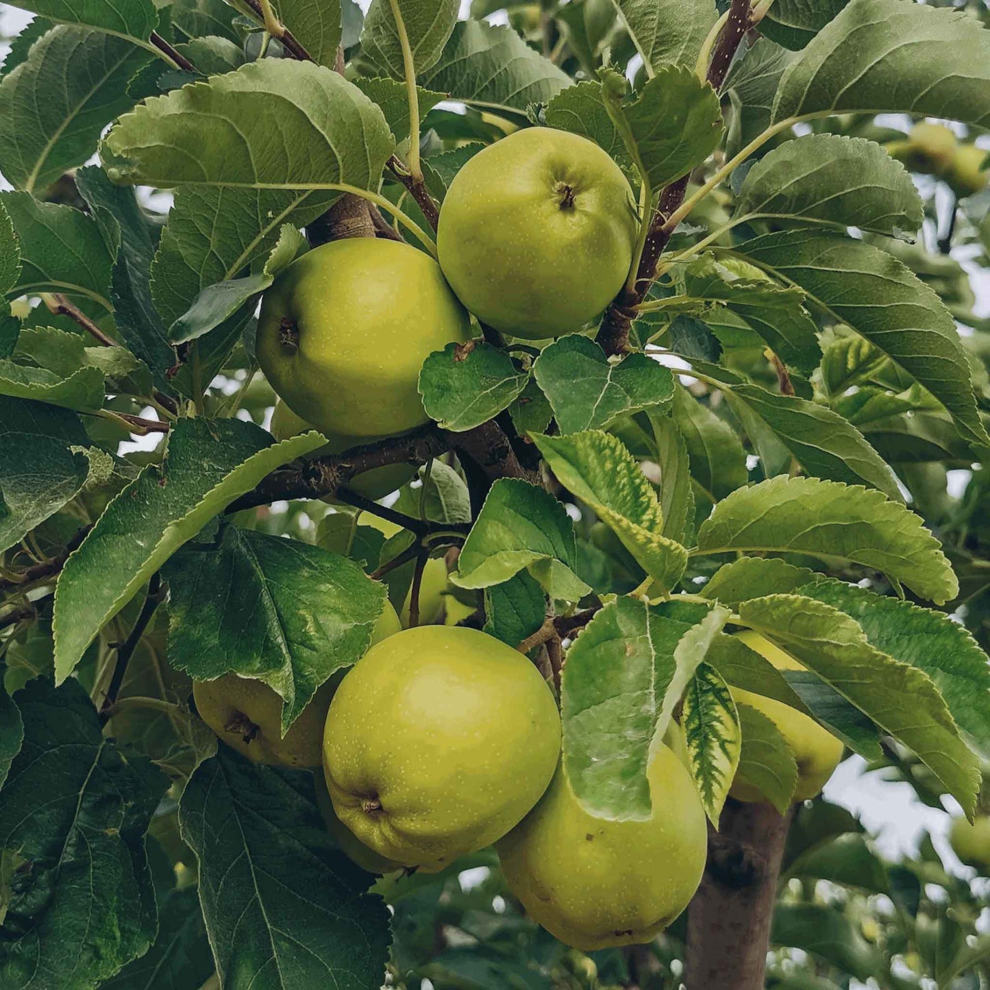 Granny Smith Apple Tree