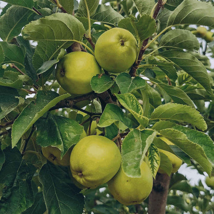 Granny Smith Apple Tree