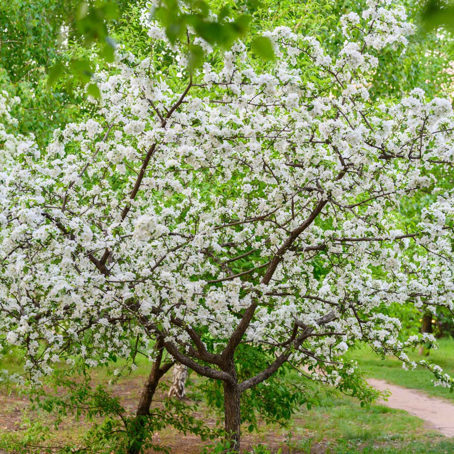 Granny Smith Apple Tree