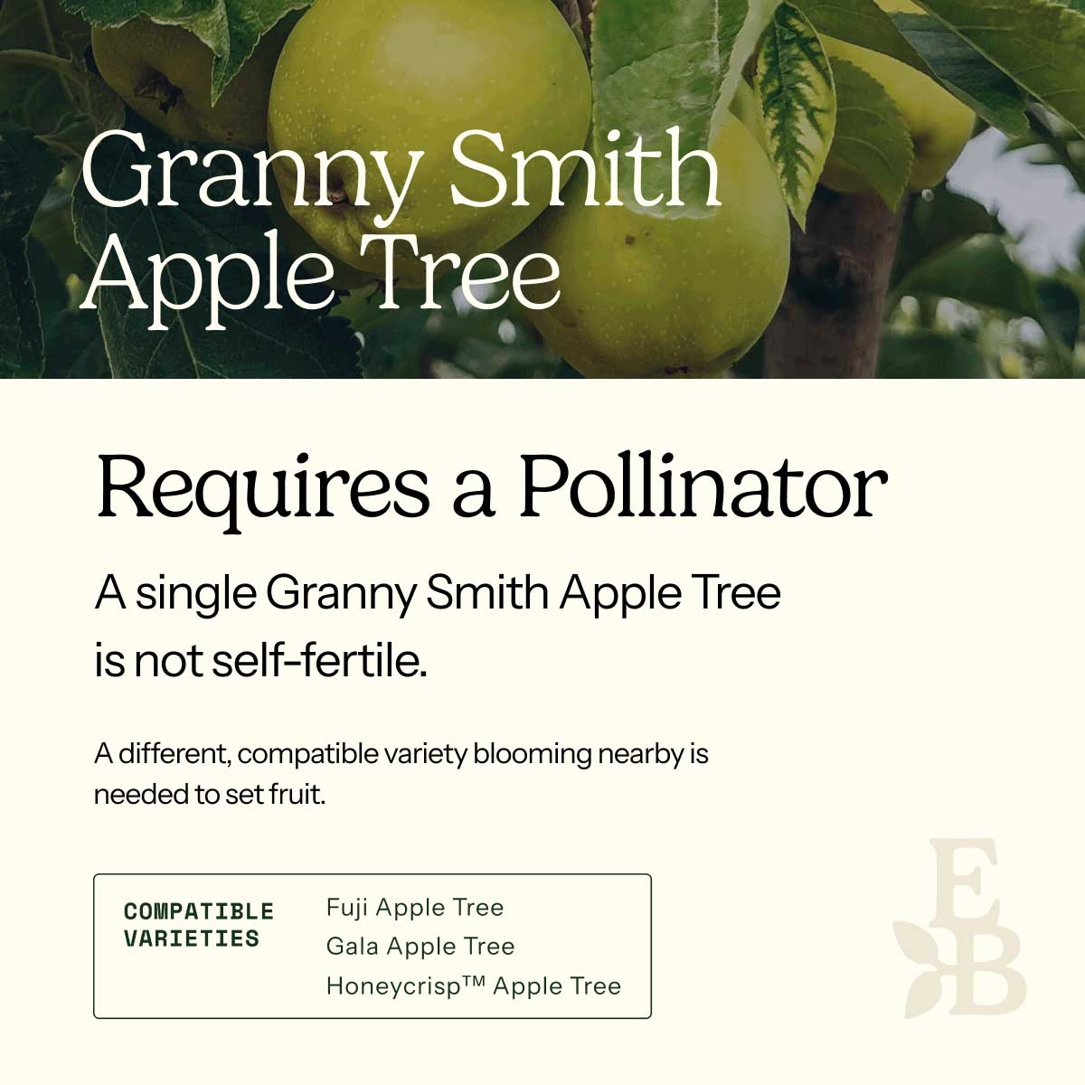 Informational graphic for a Granny Smith Apple Tree, featuring a top photo of apples and text stating it is self-pollinating and produces a full crop on its own.