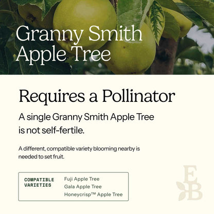 Informational graphic for a Granny Smith Apple Tree, featuring a top photo of apples and text stating it is self-pollinating and produces a full crop on its own.