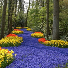 A blue river of Armeniacum grape hyacinth bulbs bordered by colorful flowers in a wooded setting.