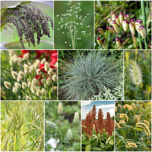 Ornamental Grass Seed Shop 4 Varieties Eden Brothers