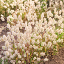 Field of grass bunny tails with narrow stems and white bulbous blooms at the tip
