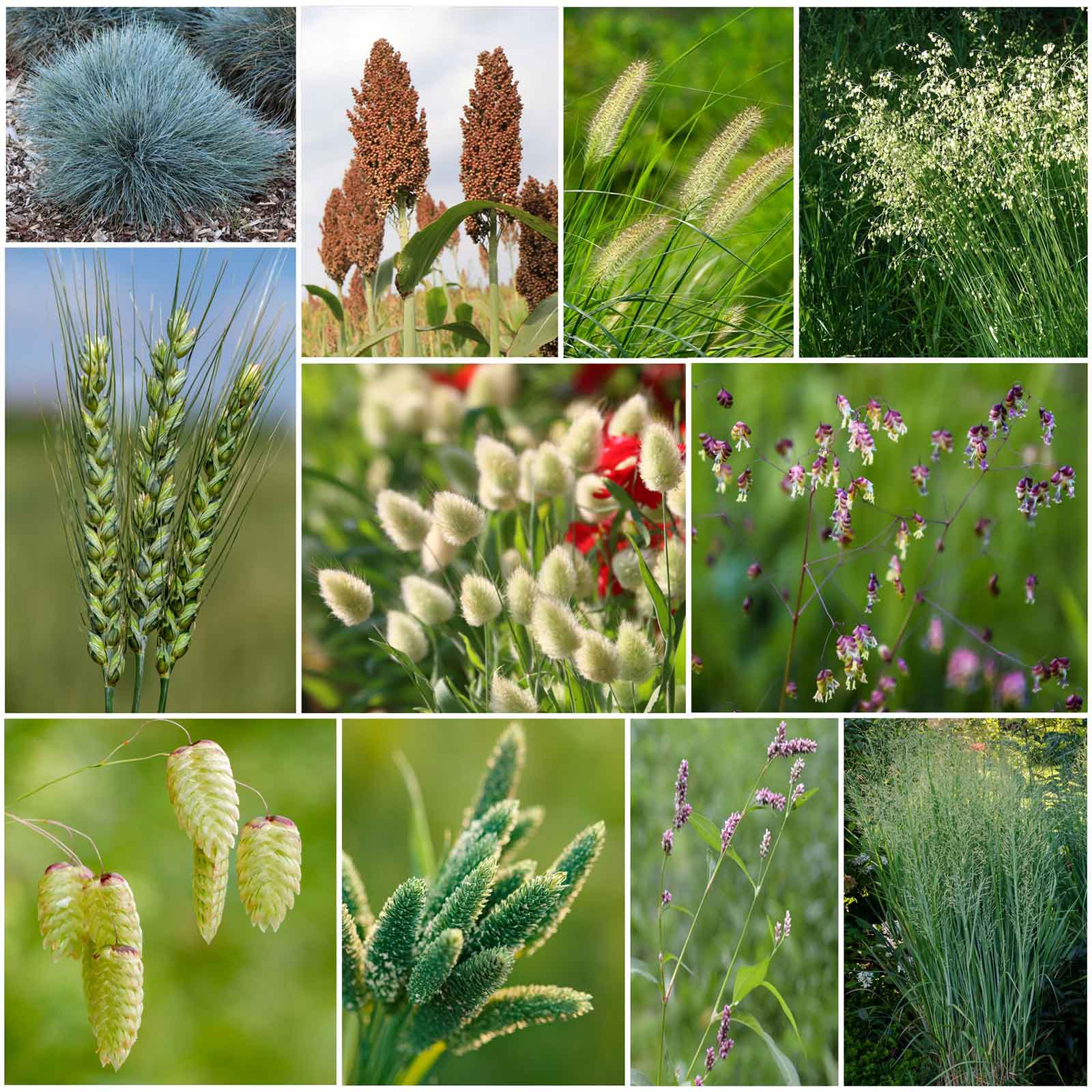 16+ Annual Vs Perennial Grass Grass Seeds - Annual Ornamental Grass Mix | Grass Seeds in Packets