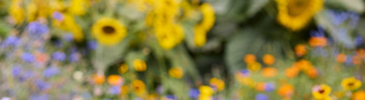 Blurry image of sunflowers and other flowers