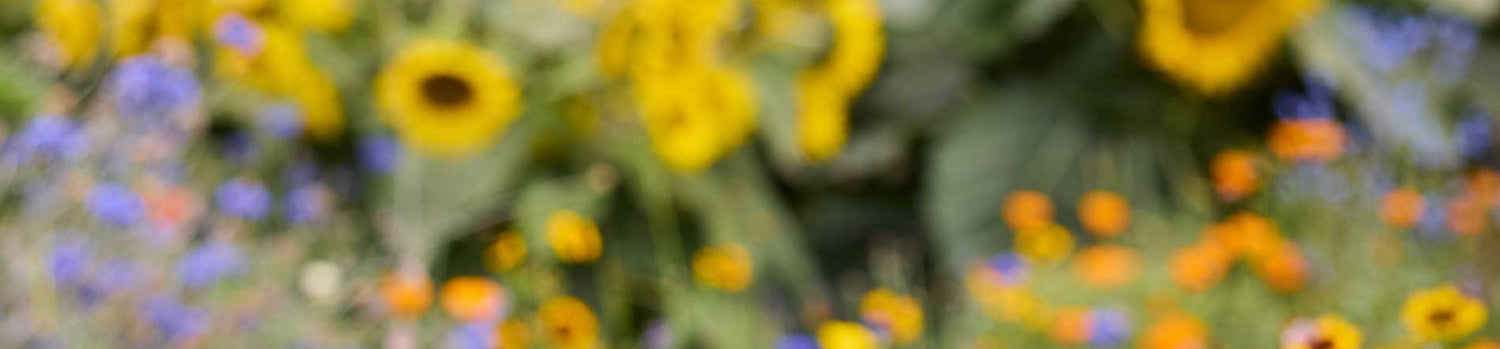 Blurry image of a sunflower field with green leaves and yellow flowers.