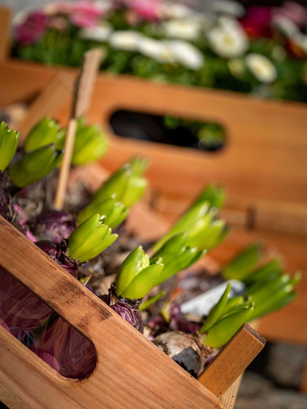Close-up of green hyacinth flower buds emerging from a wooden crate filled with bulbs and peat moss, with a blurred floral arrangement in the background.