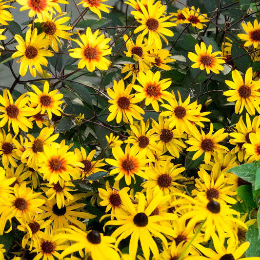 Close-up of bright yellow heliopsis burning heart flowers with brown centers surrounded by green leaves.