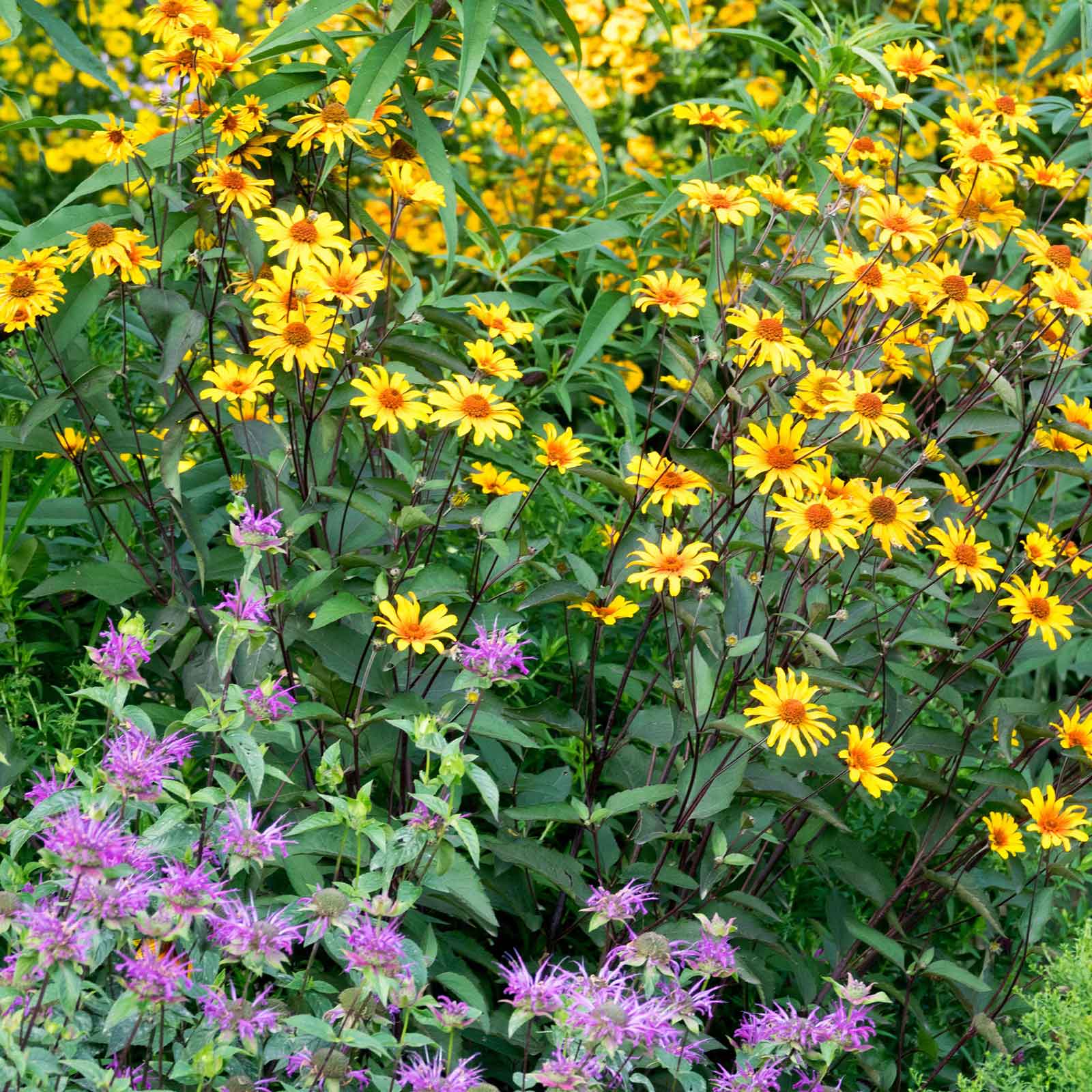 Field of yellow heliopsis burning heart flowers with green leaves