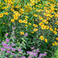 Field of yellow heliopsis burning heart flowers with green leaves