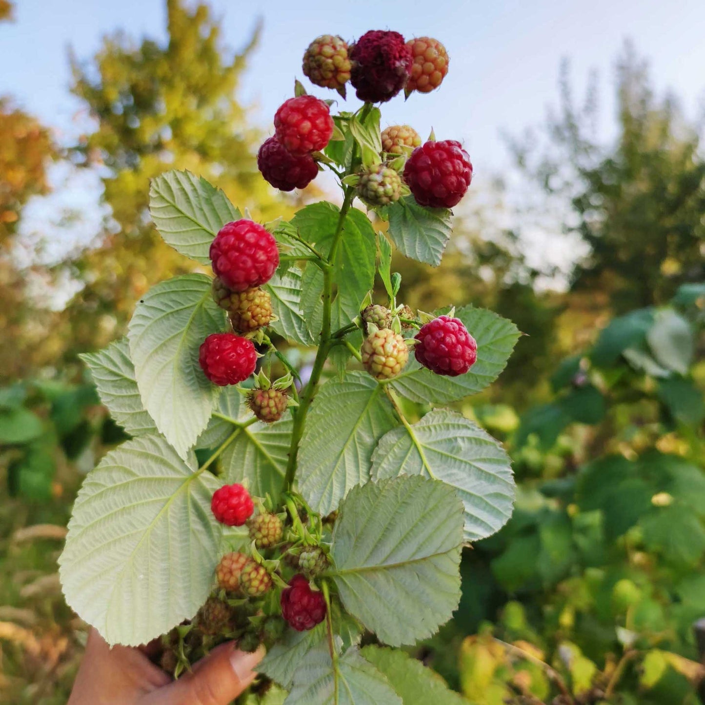Heritage Raspberry Bush