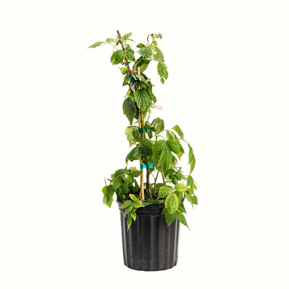 Heritage Raspberry Bush
