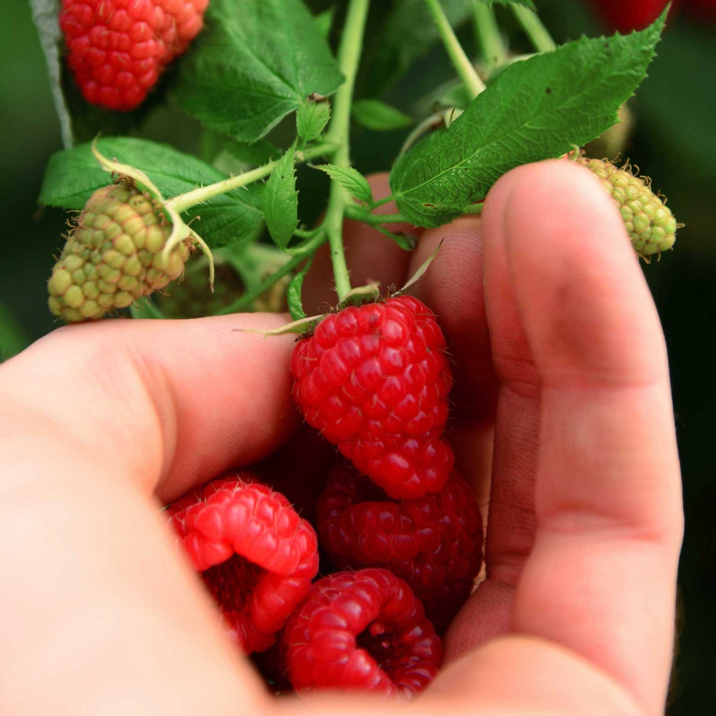 Heritage Raspberry Bush