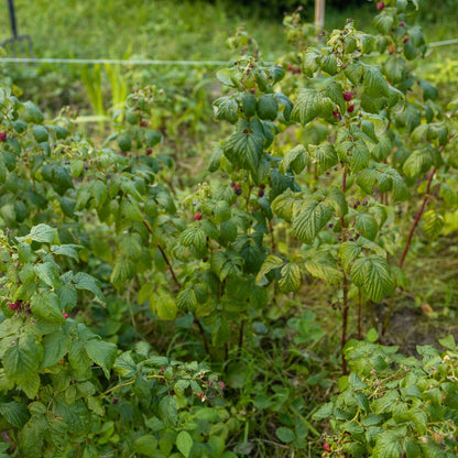 Heritage Raspberry Bush