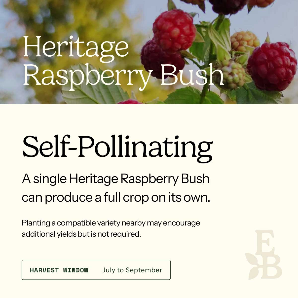 Informational graphic for a Heritage Raspberry Bush, featuring a top photo of raspberry and text stating it is self-pollinating and produces a full crop on its own.