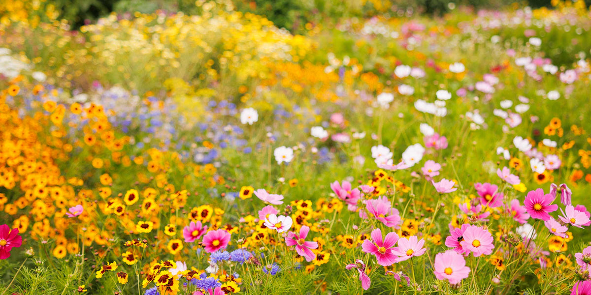 wildflower meadow