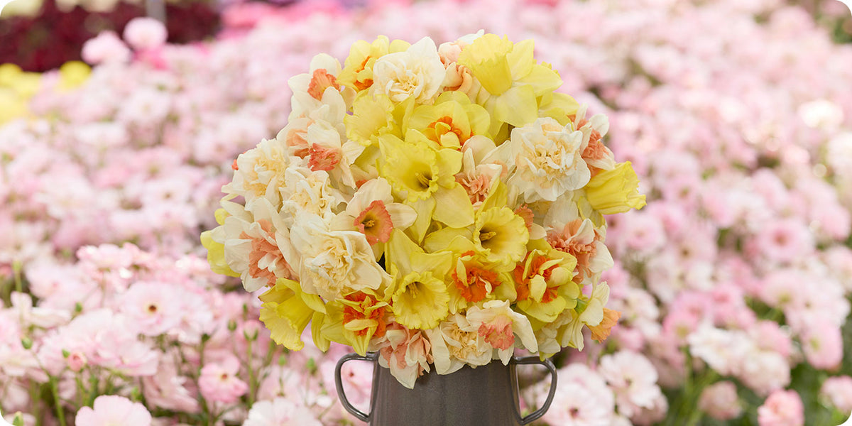 daffodils in a tin vase in front of a field of pink flowers