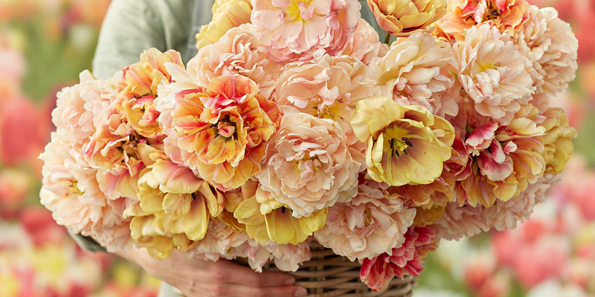 peach and yellow hued double tulips