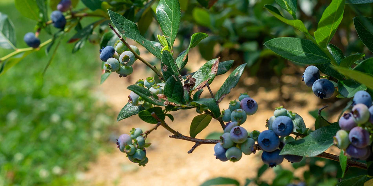 blueberries on a bush