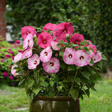 Potted plant with pink and white hibiscus luna pink swirl flowers in a garden setting