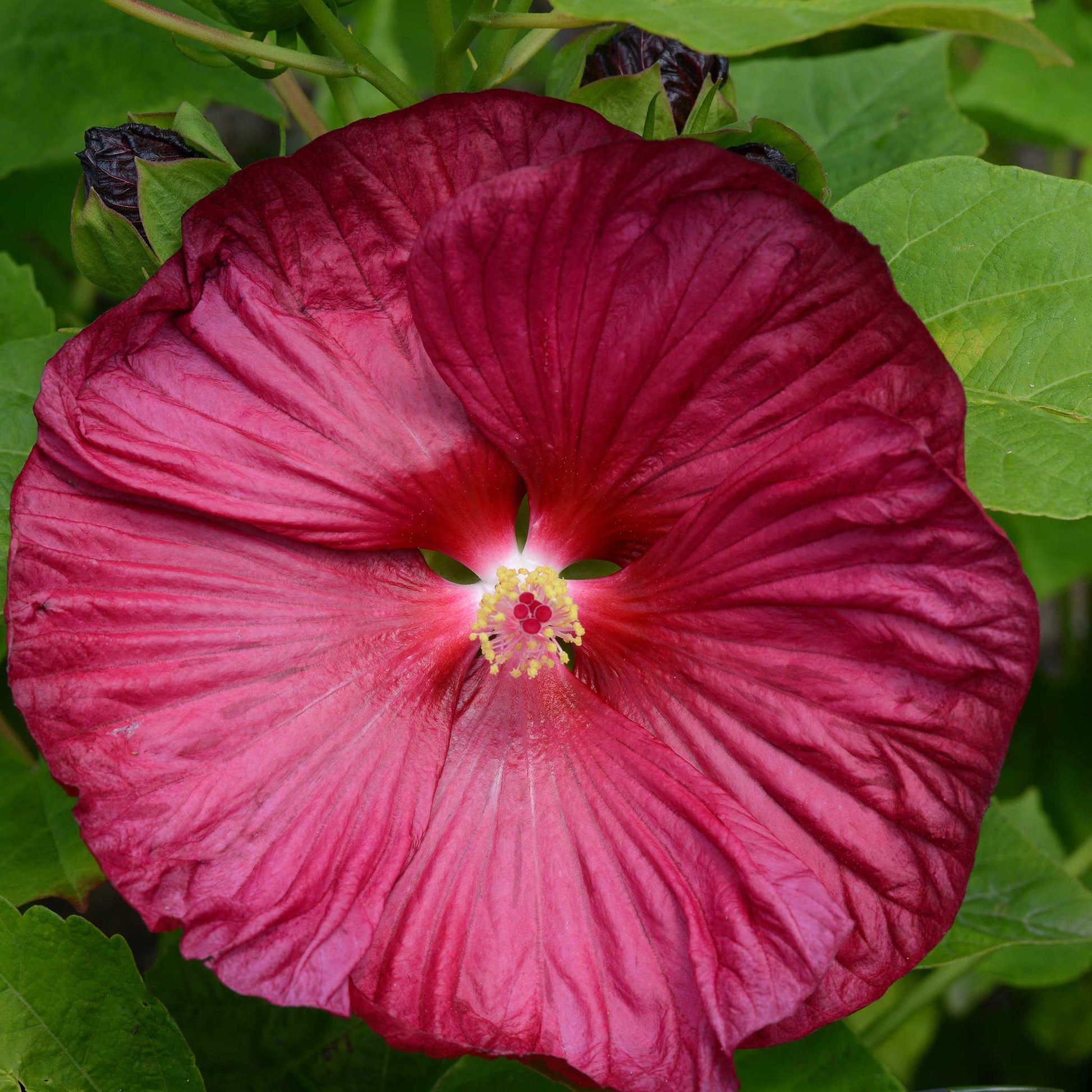 Close-up of a vibrant pink hibiscus luna rose flower with green leaves in the background