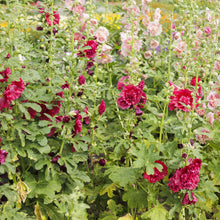 Hollyhock chater double red rich layered petals against a blurred garden backdrop.