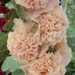 hollyhock chaters chamois rose
