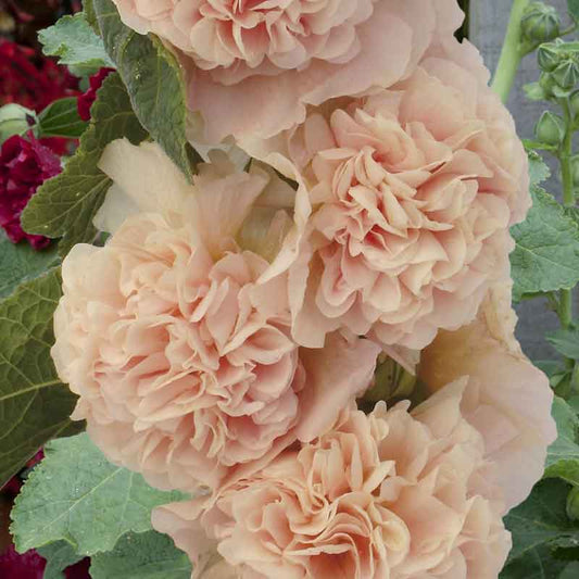 hollyhock chaters chamois rose