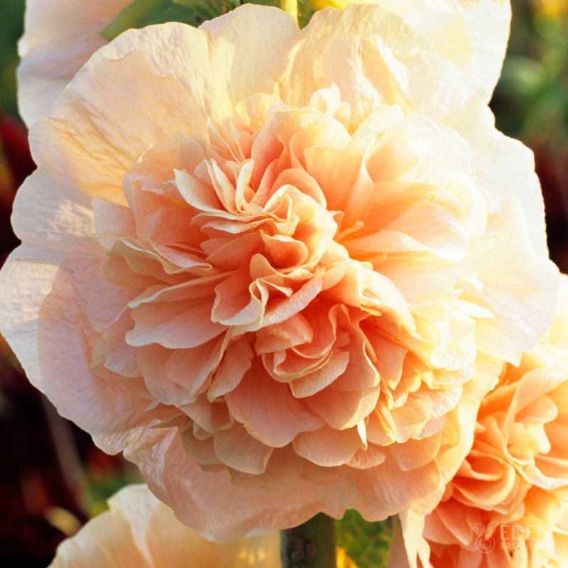 Close-up of a light pink Chamois Hollyhock flower with a blurred background