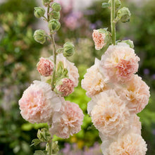 Hollyhock chaters double salmon pink delicate petals on a soft blurred background. | copyright: Floramedia UK Ltd