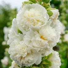 Hollyhock majorette double white full bloom with a green center on a blurred green backdrop.