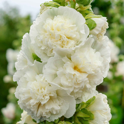 Hollyhock majorette double white full bloom with a green center on a blurred green backdrop.
