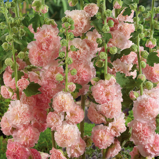 Pink hollyhock peaches n dreams flowers with green stems and leaves in a garden setting