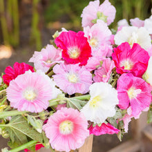 Hollyhock summer carnival mix pink, yellow and red blooms on a bright sunny day.