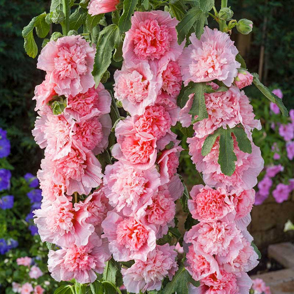 Hollyhock Seeds - Summer Carnival | Flower Seeds in Packets & Bulk